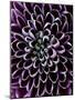 Close-Up of Chrysanthemum Flower-Clive Nichols-Mounted Photographic Print