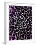 Close-Up of Chrysanthemum Flower-Clive Nichols-Framed Photographic Print