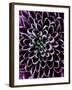Close-Up of Chrysanthemum Flower-Clive Nichols-Framed Photographic Print