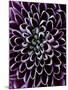 Close-Up of Chrysanthemum Flower-Clive Nichols-Mounted Photographic Print