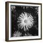 Close-Up of Chrysanthemums at Garfield Park Conservatory-Gordon Coster-Framed Photographic Print