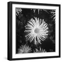 Close-Up of Chrysanthemums at Garfield Park Conservatory-Gordon Coster-Framed Photographic Print