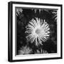 Close-Up of Chrysanthemums at Garfield Park Conservatory-Gordon Coster-Framed Photographic Print