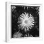 Close-Up of Chrysanthemums at Garfield Park Conservatory-Gordon Coster-Framed Photographic Print