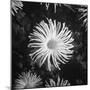 Close-Up of Chrysanthemums at Garfield Park Conservatory-Gordon Coster-Mounted Photographic Print