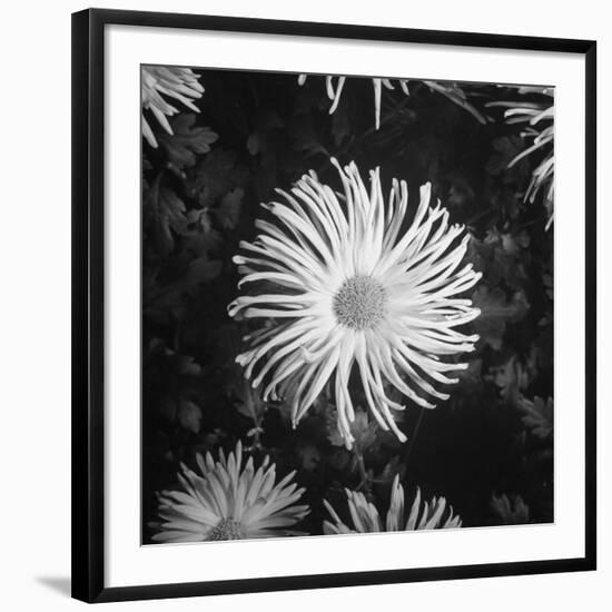 Close-Up of Chrysanthemums at Garfield Park Conservatory-Gordon Coster-Framed Photographic Print