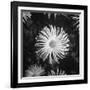 Close-Up of Chrysanthemums at Garfield Park Conservatory-Gordon Coster-Framed Photographic Print