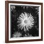 Close-Up of Chrysanthemums at Garfield Park Conservatory-Gordon Coster-Framed Photographic Print