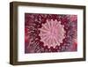 Close-up of clematis flower, Schreiner Iris Gardens, Salem, Oregon-Adam Jones-Framed Photographic Print