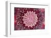 Close-up of clematis flower, Schreiner Iris Gardens, Salem, Oregon-Adam Jones-Framed Photographic Print