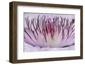 Close-up of clematis flower, Schreiner Iris Gardens, Salem, Oregon-Adam Jones-Framed Photographic Print