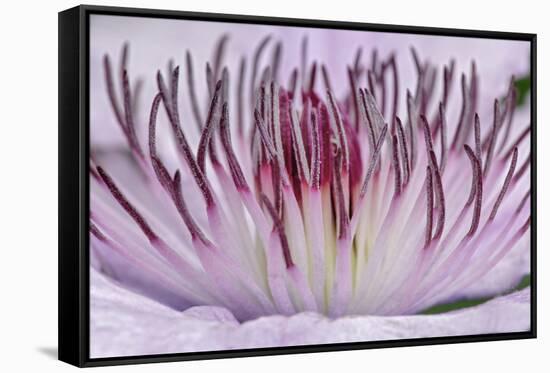 Close-up of clematis flower, Schreiner Iris Gardens, Salem, Oregon-Adam Jones-Framed Stretched Canvas