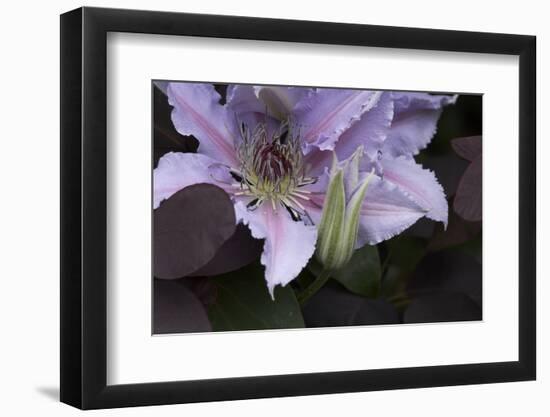 Close up of Clematis.-Richard Bryant-Framed Photo