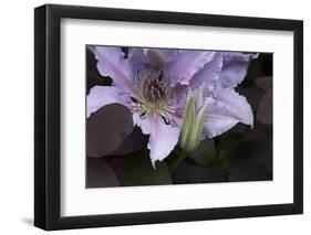 Close up of Clematis.-Richard Bryant-Framed Photo