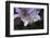 Close up of Clematis.-Richard Bryant-Framed Photo