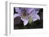 Close up of Clematis.-Richard Bryant-Framed Photo