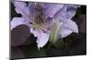 Close up of Clematis.-Richard Bryant-Mounted Photo