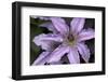 Close up of Clematis.-Richard Bryant-Framed Photo