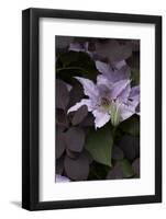 Close up of Clematis.-Richard Bryant-Framed Photo