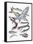 Close-Up of Clupeidae Fish Family-null-Framed Stretched Canvas