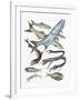 Close-Up of Clupeidae Fish Family-null-Framed Giclee Print