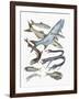 Close-Up of Clupeidae Fish Family-null-Framed Giclee Print