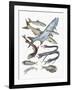 Close-Up of Clupeidae Fish Family-null-Framed Giclee Print