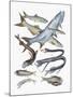 Close-Up of Clupeidae Fish Family-null-Mounted Giclee Print