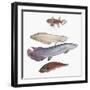 Close-Up of Clupeiformes Family-null-Framed Giclee Print