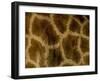 Close-Up of Coat Pattern of Giraffe (Giraffa Camelopardalis), Etosha National Park, Namibia, Africa-Steve & Ann Toon-Framed Photographic Print