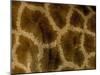 Close-Up of Coat Pattern of Giraffe (Giraffa Camelopardalis), Etosha National Park, Namibia, Africa-Steve & Ann Toon-Mounted Photographic Print