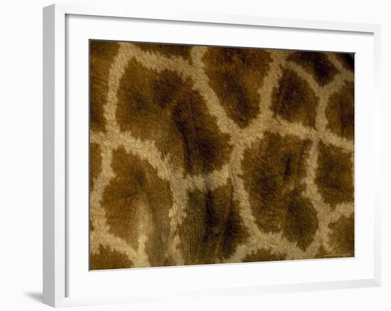 Close-Up of Coat Pattern of Giraffe (Giraffa Camelopardalis), Etosha National Park, Namibia, Africa-Steve & Ann Toon-Framed Photographic Print