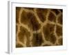 Close-Up of Coat Pattern of Giraffe (Giraffa Camelopardalis), Etosha National Park, Namibia, Africa-Steve & Ann Toon-Framed Photographic Print