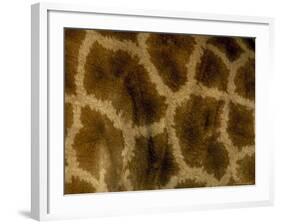 Close-Up of Coat Pattern of Giraffe (Giraffa Camelopardalis), Etosha National Park, Namibia, Africa-Steve & Ann Toon-Framed Photographic Print