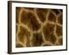 Close-Up of Coat Pattern of Giraffe (Giraffa Camelopardalis), Etosha National Park, Namibia, Africa-Steve & Ann Toon-Framed Photographic Print