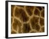 Close-Up of Coat Pattern of Giraffe (Giraffa Camelopardalis), Etosha National Park, Namibia, Africa-Steve & Ann Toon-Framed Photographic Print