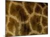 Close-Up of Coat Pattern of Giraffe (Giraffa Camelopardalis), Etosha National Park, Namibia, Africa-Steve & Ann Toon-Mounted Photographic Print