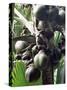 Close-Up of Coco De Mer, Vallee De Mai National Park, Island of Praslin, Seychelles-Bruno Barbier-Stretched Canvas