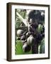 Close-Up of Coco De Mer, Vallee De Mai National Park, Island of Praslin, Seychelles-Bruno Barbier-Framed Photographic Print