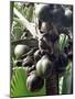 Close-Up of Coco De Mer, Vallee De Mai National Park, Island of Praslin, Seychelles-Bruno Barbier-Mounted Photographic Print