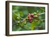 Close-Up of Coffee Beans in the Highlands of Papua New Guinea, Papua New Guinea-Michael Runkel-Framed Photographic Print