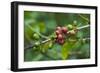 Close-Up of Coffee Beans in the Highlands of Papua New Guinea, Papua New Guinea-Michael Runkel-Framed Photographic Print