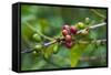 Close-Up of Coffee Beans in the Highlands of Papua New Guinea, Papua New Guinea-Michael Runkel-Framed Stretched Canvas
