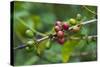 Close-Up of Coffee Beans in the Highlands of Papua New Guinea, Papua New Guinea-Michael Runkel-Stretched Canvas