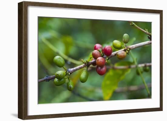 Close-Up of Coffee Beans in the Highlands of Papua New Guinea, Papua New Guinea-Michael Runkel-Framed Photographic Print