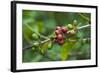 Close-Up of Coffee Beans in the Highlands of Papua New Guinea, Papua New Guinea-Michael Runkel-Framed Photographic Print