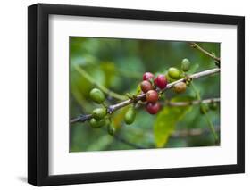 Close-Up of Coffee Beans in the Highlands of Papua New Guinea, Papua New Guinea-Michael Runkel-Framed Photographic Print