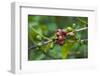 Close-Up of Coffee Beans in the Highlands of Papua New Guinea, Papua New Guinea-Michael Runkel-Framed Photographic Print