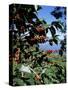 Close-up of Coffee Plant and Beans, Lago Atitlan (Lake Atitlan) Beyond, Guatemala, Central America-Aaron McCoy-Stretched Canvas