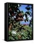 Close-up of Coffee Plant and Beans, Lago Atitlan (Lake Atitlan) Beyond, Guatemala, Central America-Aaron McCoy-Framed Stretched Canvas